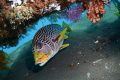 USAT Liberty, Tulamben, Bali