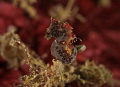 Severns Pigmy seahorse swimming
