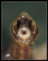My favorite UW subject, the common pipefish. Hard to take pics of this fella, its constantly swaying left or right or shaking the head. Getting in focus was a challenge!
Canon Powershot S100, Subsee +10 & Inon M67 lens
2 x Inon Z240
ISO80, f/8,...