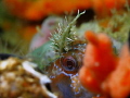 Bavosa gattorugine
Canon G10 - Isotecnic housing - F/3.5 - 1/80 - ISO200 - Subsee macro lens +10 - Sealife Video Light