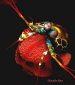 Beautiful lady protecting her eggs.