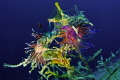 Flabelline
Canon Powershot A70 - F/2.8 - 1/250 - Sealife video light