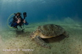 A diver taking a photo of a turtle