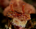 head shot