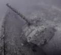 USS Emmons during the descent,