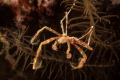 Orangutan Crab @ Cape Maeda Misaki, Okinawa