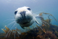 Grey seal pup off Lundy Island
