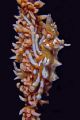 shot at lembeh with olympus 5050,single inon strobe,single inon macro lens