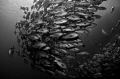 Bohar Snapper school
