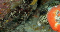 Cute little box fish