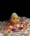Imperial Shrimp on Thelenota anax.....guarding his moving home!
