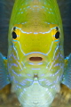 Nikon D7000v 60mm macro.