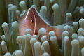 Nauticam NA_D7000v 60mm macro. Skunk Clownfish