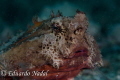 batfish