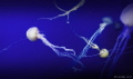 Jelly fish in Singapore Aquarium