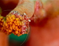 porcelain crab soft coral