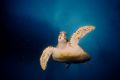 Wave to the Camera.. Coral Sea