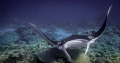 Terrific snorkel session with 3 mantas at a cleaning station at Suwarrow Atoll.