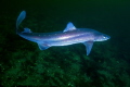 On a recent dive just off Vancouver Island we ran into a school of 12-15 Spiny Dogfish Sharks. They were standoffish at first then this 5-6 footer swam up for a closer look and I managed to get this close up from only a couple 4-5ft away! Enjoy!