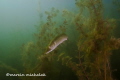 Picture taken on nice and relax dive quite early in the morning . Plotki lake .