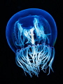 Bell Jelly