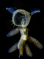 Hoodeed Nudi