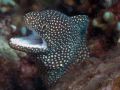 Whitemouth Moray looking for attention! Taken in Okinawa, Japan with an Olympus 5060 Wide Zoom.