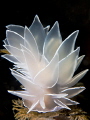 Dirona Albolineata