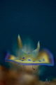 Nudi