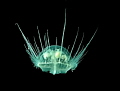 freshwater jellyfish