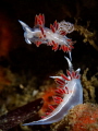 Flabellina Trilineata? Post-Coitus