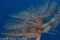 Spiral in the Sea