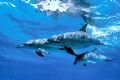 Atlantic spotted dolphins north of Grand Bahamas. Nikonos V w/ no strobes.