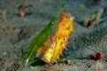 Yellow Sea Horse