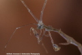 Skeleton shrimp, nice eyes