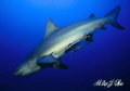 Carcharhinus leucas