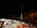 Spider crab at Maria la Gorda, Cuba