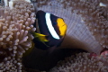 Clownfish