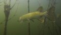 snoek