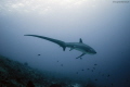 Thresher Shark