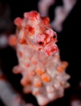 bargibanti seahorse