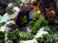 Waterscape photo of juvenile queen angelfish.  Taken in the Florida Keys.
