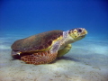 Caretta caretta.