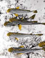 Unique perspective on the Oriental Sweetlips. Everybody was shooting them from one side to emphasize the patterns and sudently i Had the idea to try another angle.