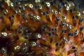 small clownfish