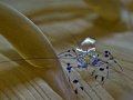 glass shrimp

NIKON D7000 in a Seacam 