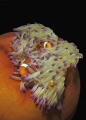 clownfish family in her truly nice home