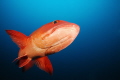 A huge bohar snapper giving me an ugly look.