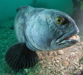 Anarhichas lupus