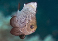 Hawaiian Dascyluss
Bunaken,Sulawesi,Indonesia, Bunaken Islands
